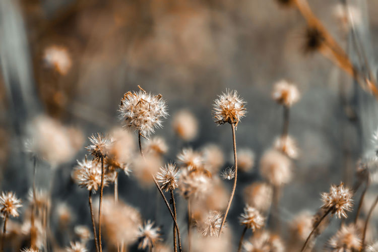 Close-up of wilted dandelion against blurred background