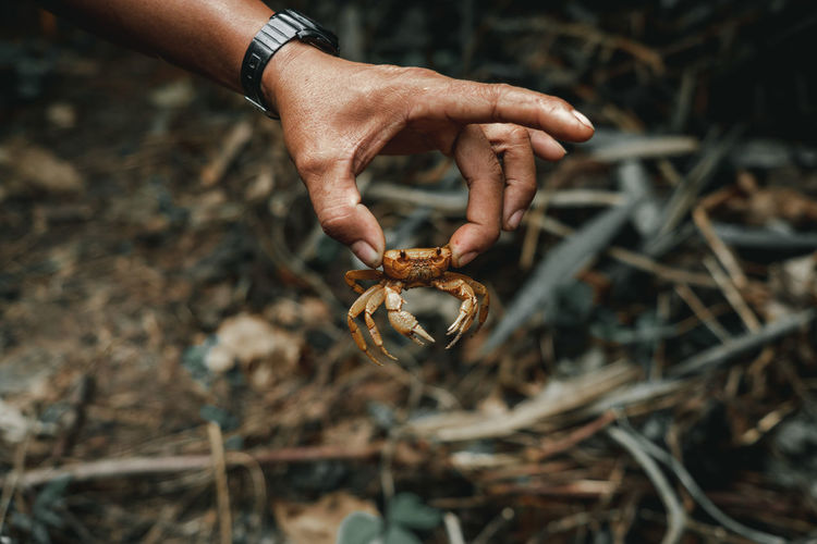 Close-up of person holding crab