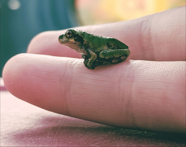 Person holding frog