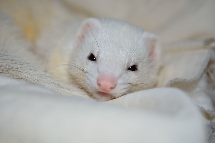 Close-up portrait of ferret kit relaxing on fur