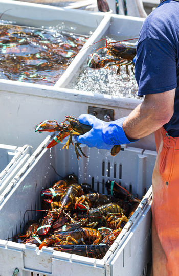 A lobster fisherman holing a lobster in each hand while sorting them by size. 