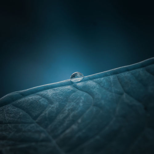 Close-up of water drops on leaf against blue background