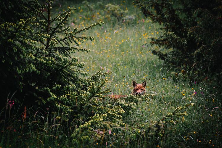 View of a fox on field by trees in summer