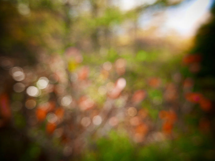 Defocused image of trees in forest