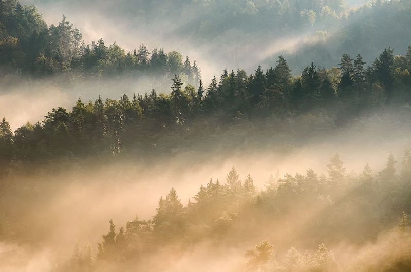 High angle view of trees growing in forest during sunset