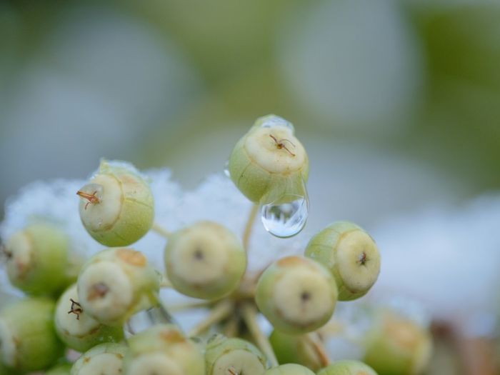 Close-up of white flower