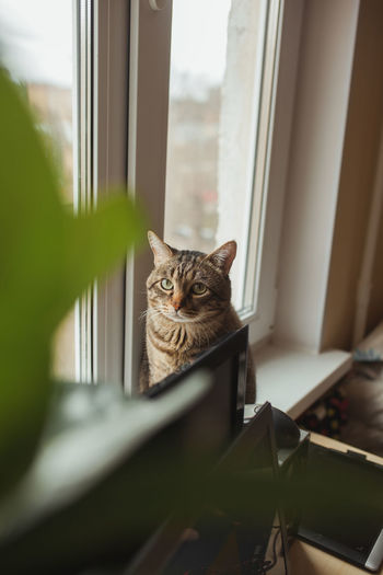 Portrait of cat by window at home