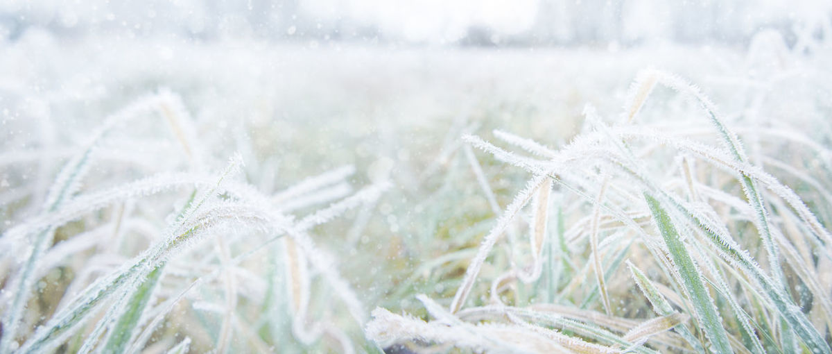 Froze lush green grass with with ice crystals on natural blurry background. natural landscape 