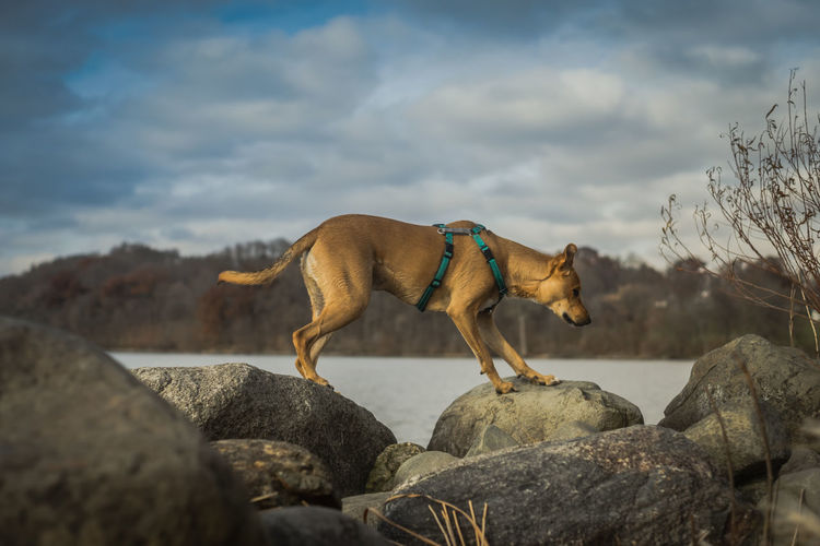 View of a dog on rock against sky