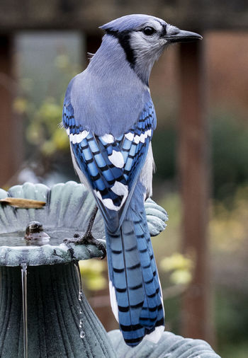 Bluejay on the fountain with a peanut