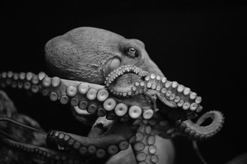 Octopus pictures | Curated Photography on EyeEm