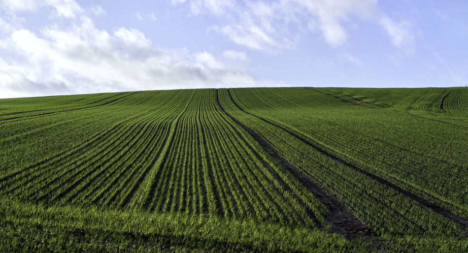 Scenic view of agricultural field against sky