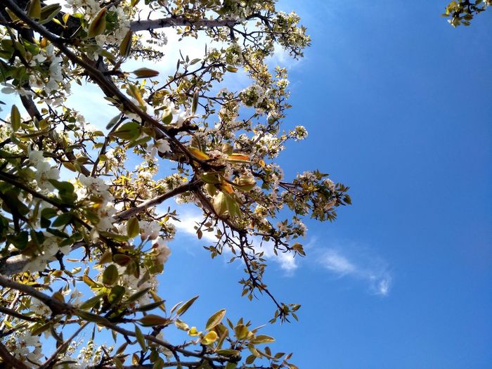 Low angle view of flowering tree against blue sky