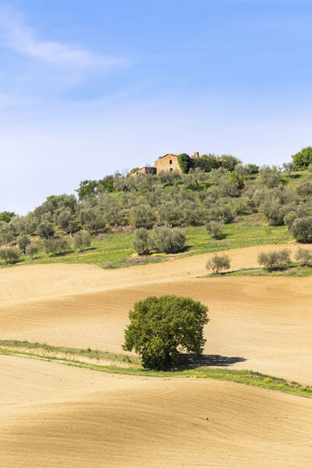 Solitary tree on a dirt road in a field with a olive farm on the hill