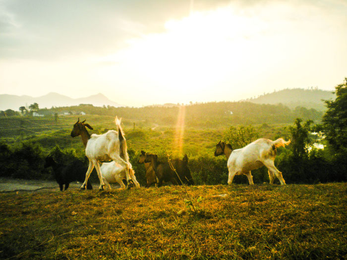 Goats walking on grassy field