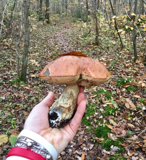 Man holding mushroom growing in forest