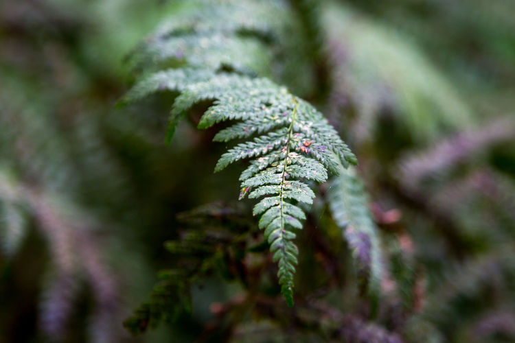 Close-up of plant against blurred background