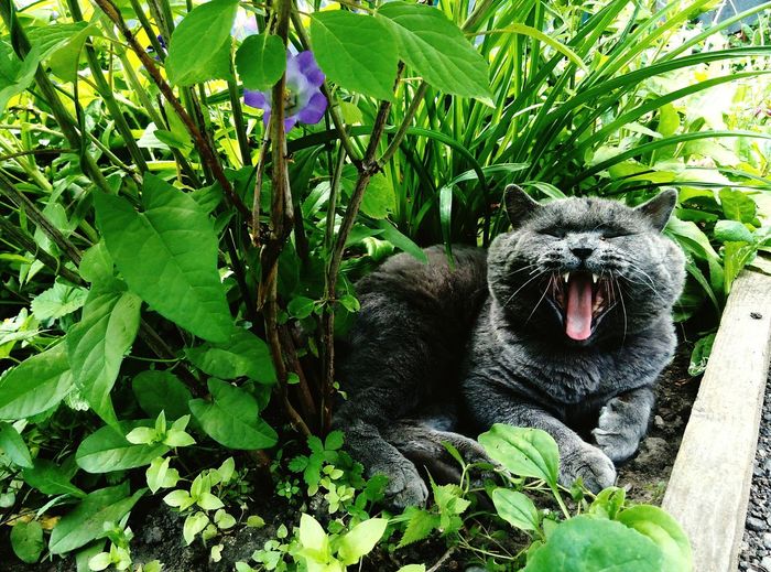 British shorthair cat yawning by plants in yard