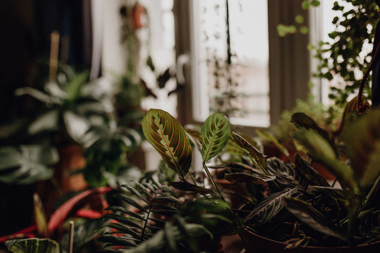Plants collection in small millenials' rental flat, marantha tricolor, maranta
