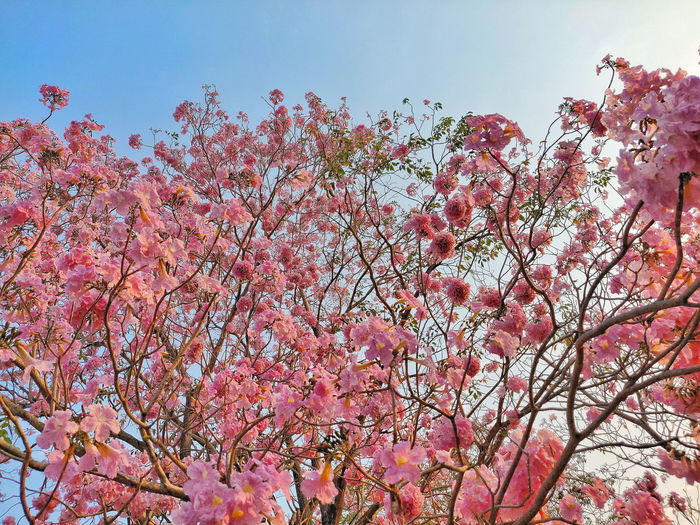 Low angle view of pink flowering tree