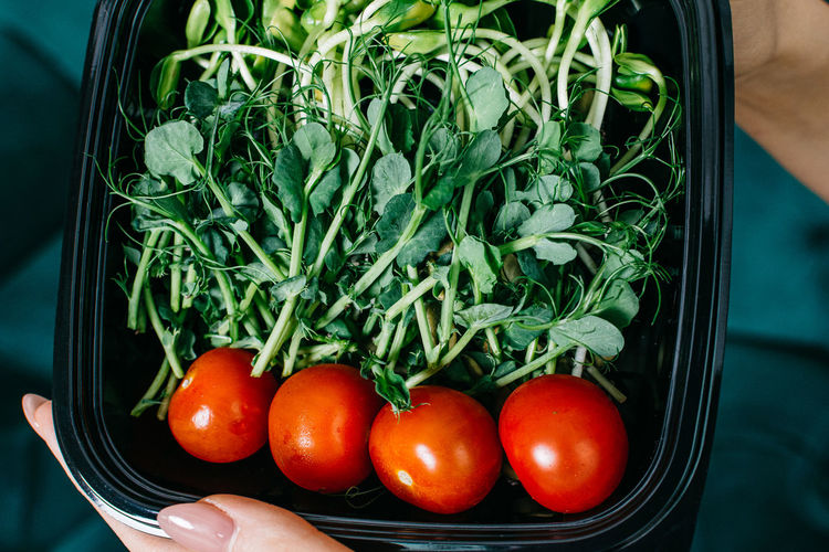 Young sprouts of greens and tomatoes in a plastic box in female hands closeup