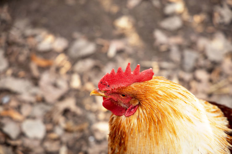 Close-up of rooster against blurred background
