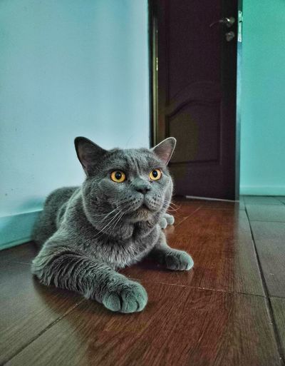 Portrait of a cat on hardwood floor
