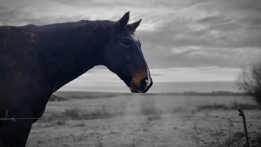 horse