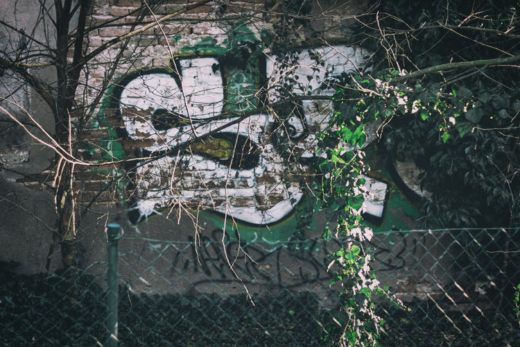 Plants and trees seen through chainlink fence