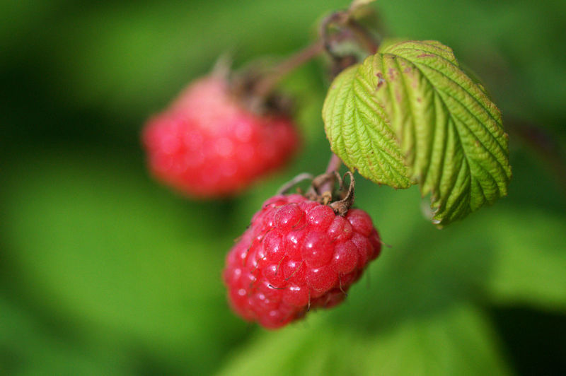 Close-up of strawberry growing on plant