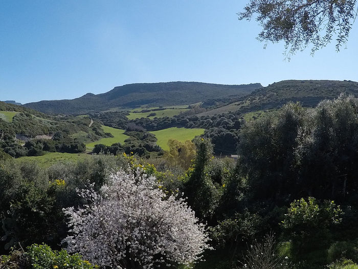 Scenic view of landscape against clear sky