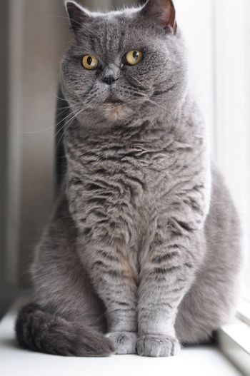 Close-up portrait of british shorthair cat