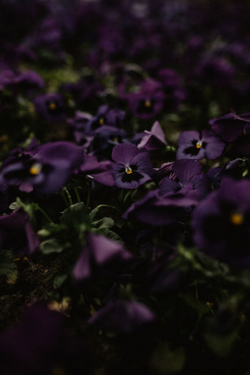 Close-up of purple flowers on field