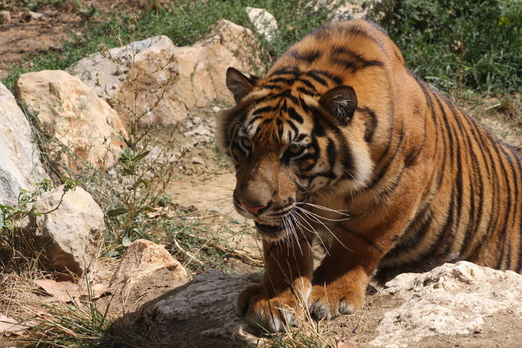 Close-up of tiger on rock