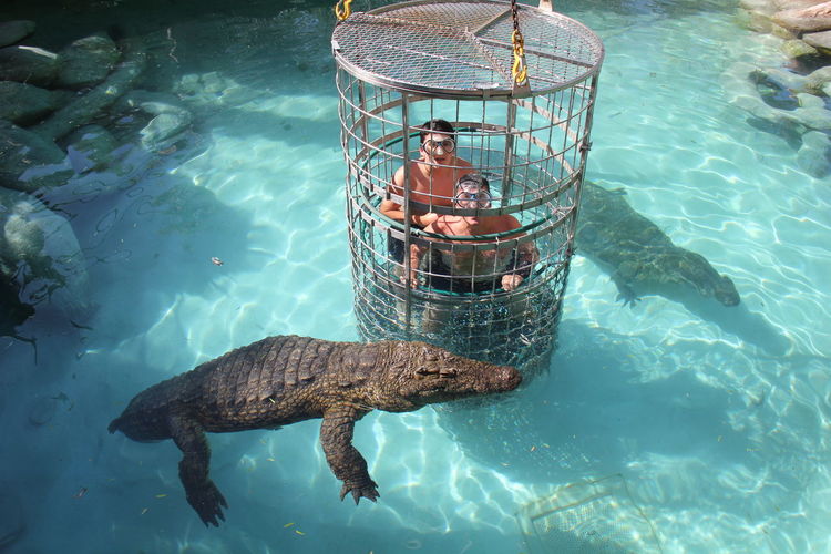 High angle view of  cocodriles swimming in sea with two people in a security cage 