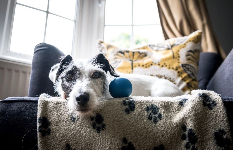Low angle view of dog resting by ball on armchair at home
