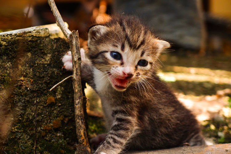 Close-up of kitten meowing outdoors