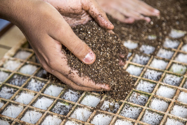 Cropped hands putting soils in seedling tray