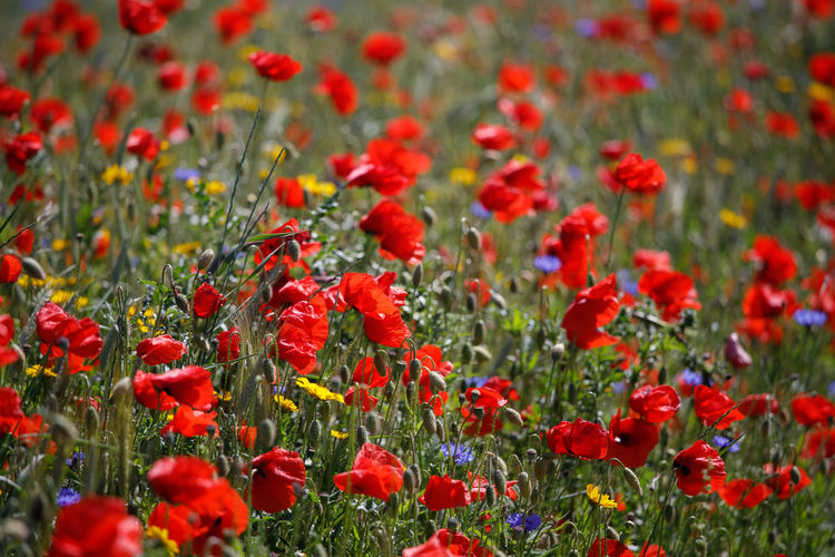 Close-up of red poppies on field