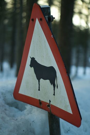Close-up of animal sign in forest during winter