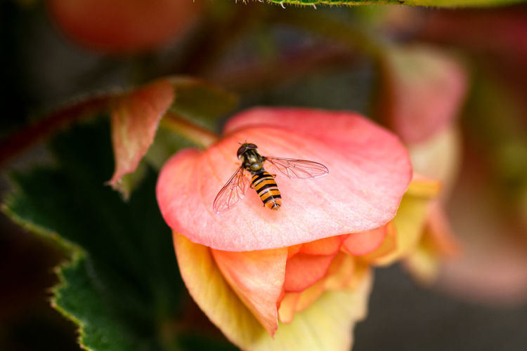 Close-up of hoverfly on red flower
