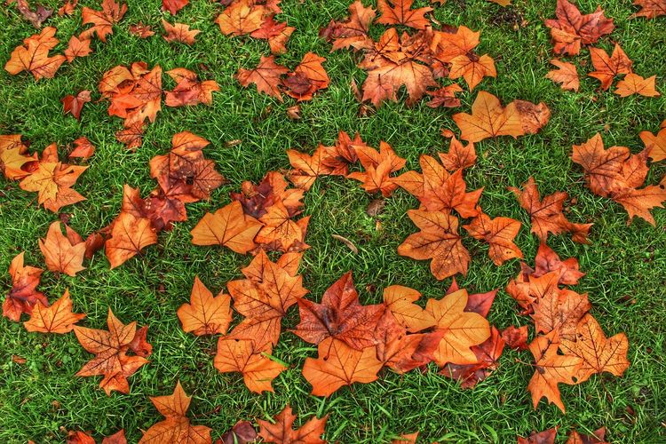 High angle view of dry maple leaves on field