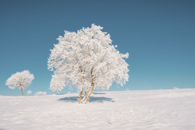 Trees on snow covered field against clear blue sky