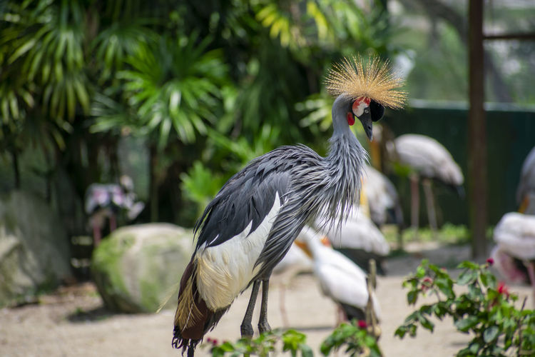 Close-up of a bird on a field