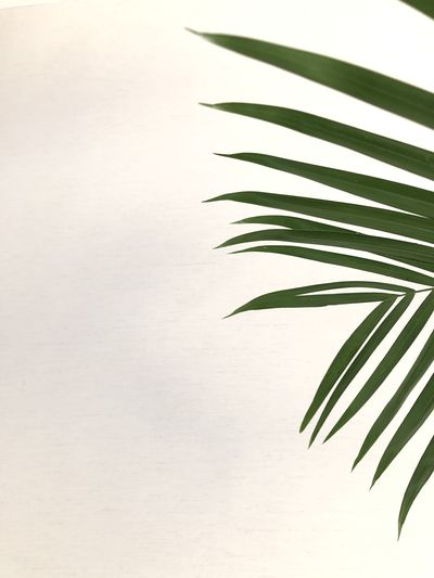 Close-up of palm leaves against white background