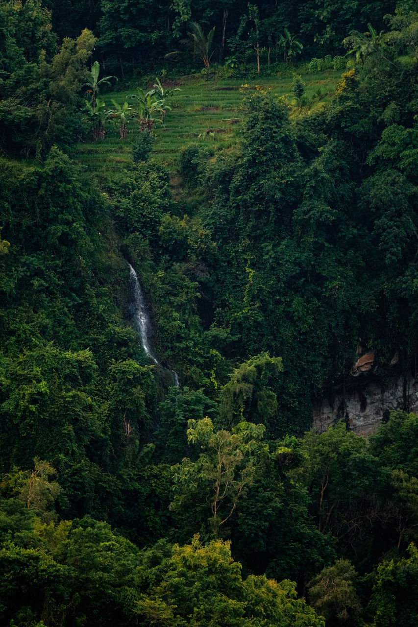 HIGH ANGLE VIEW OF WATERFALL ON FOREST