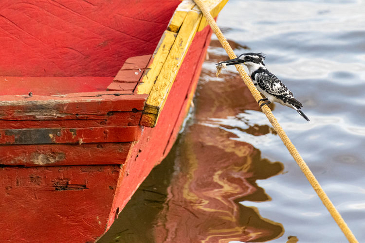 Two pied kingfishers perched on a mooring line, one with fish prey, lake victoria, uganda