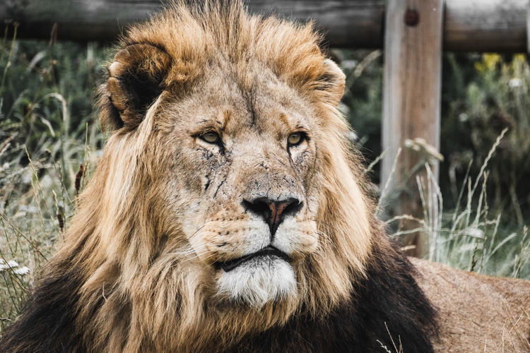 Profile shot of male lion