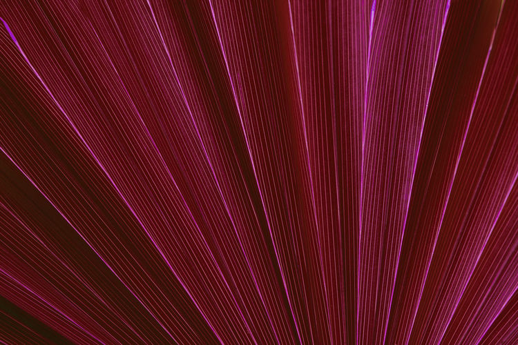 Closeup nature view of palm leaves background, dark purple tone concept.