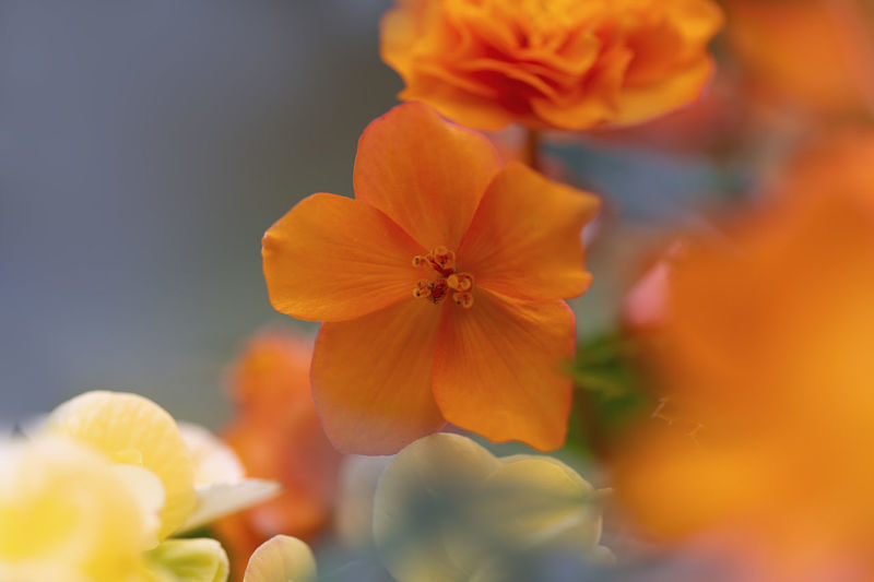Close-up of yellow flower